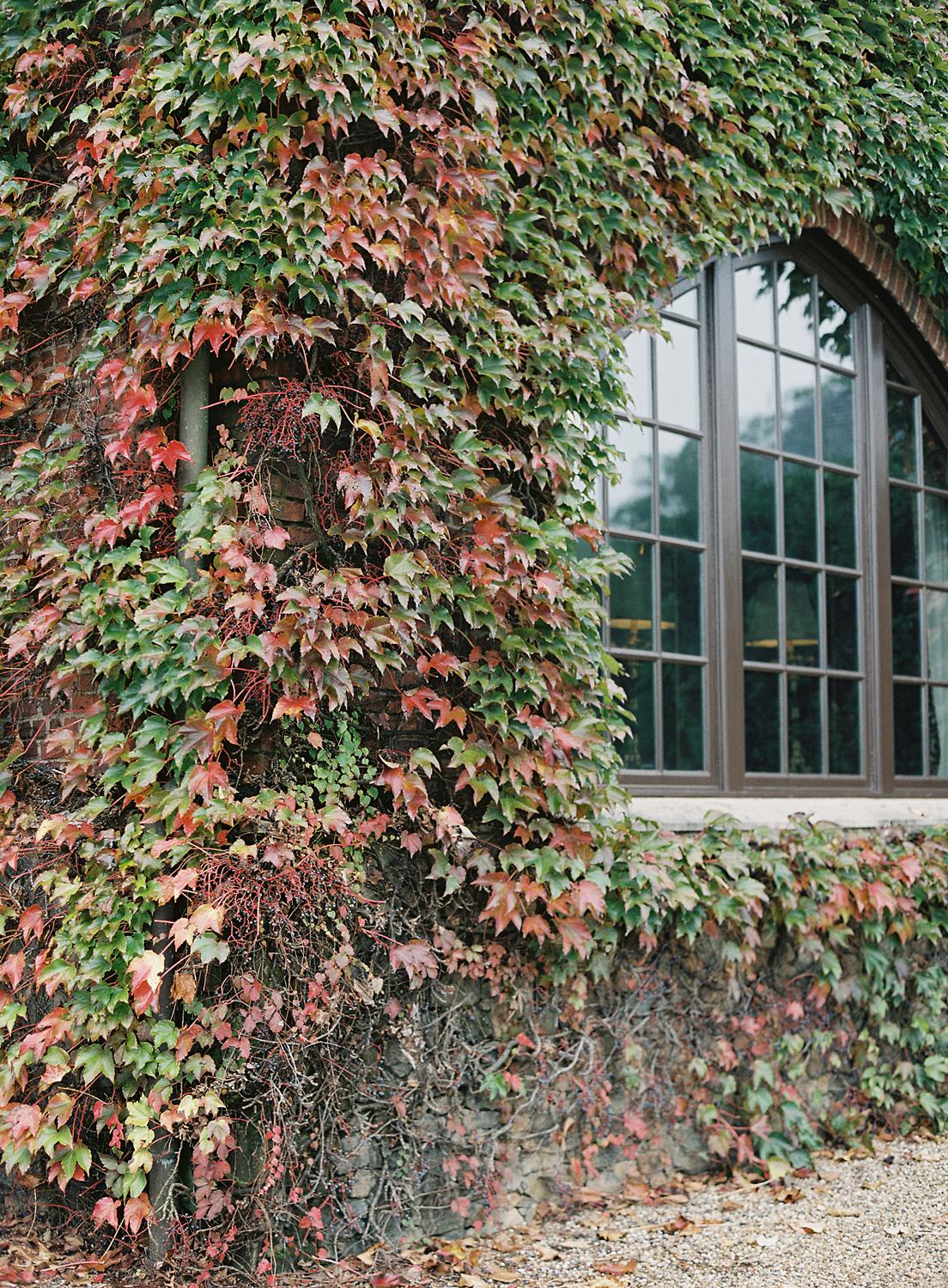 Ivy wall at Dover Hall