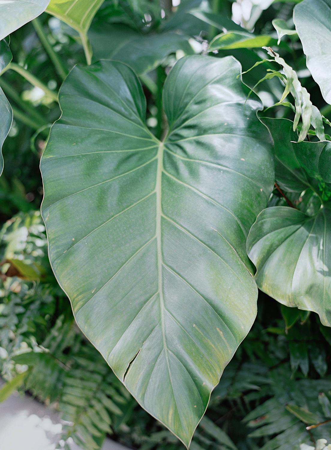 Large banana leaf.