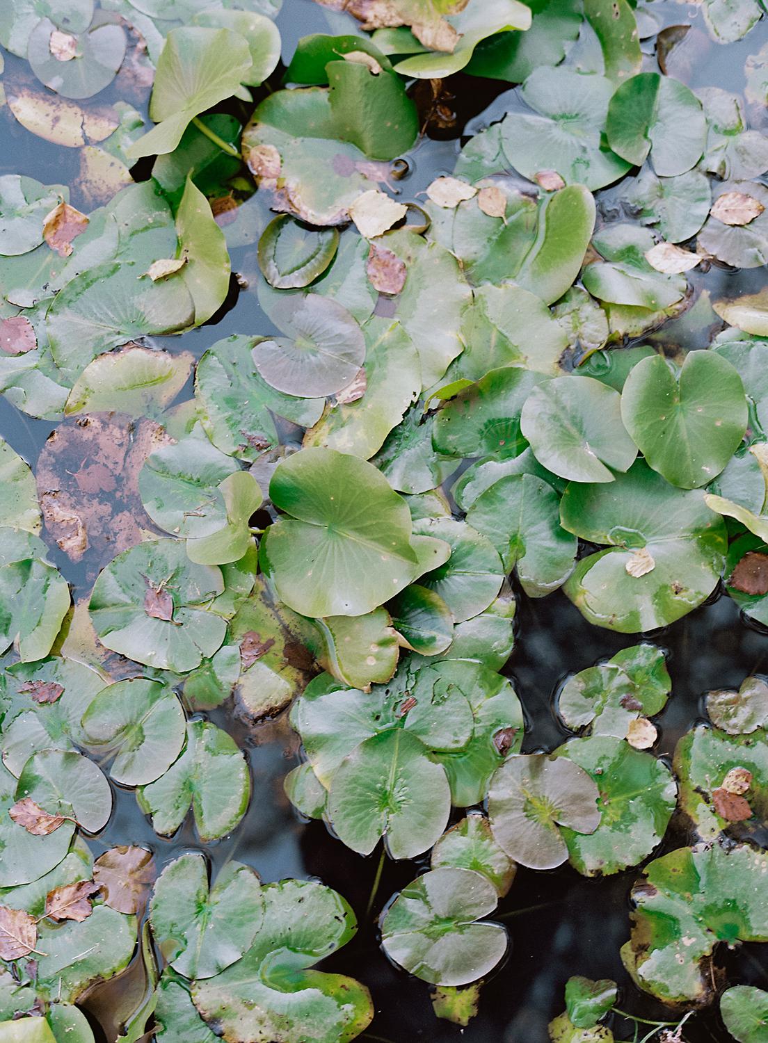 The Lilly pads in the water at The William Paca House.